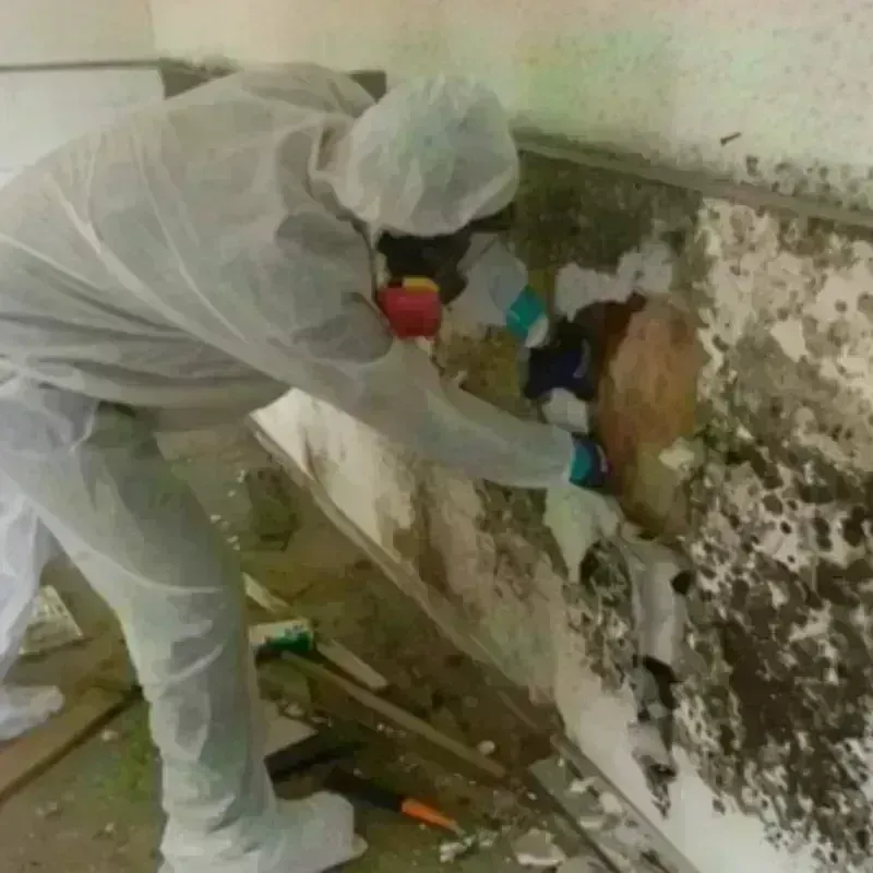 Mold Remediation and Removal in Bellefonte, DE